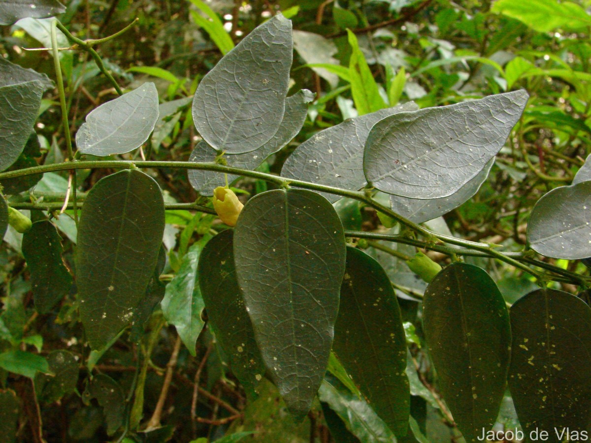 Phyllanthus retroversus (Wight) Chakrab. & N.P.Balakr.